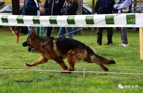 成人无码sv视频,一场视觉与心灵的震撼之旅