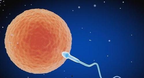 小蝌蚪成人福利视频,揭秘成长之路的温馨瞬间