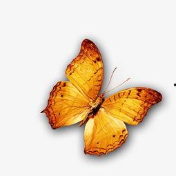 成人免费蝴蝶视频,探索成人免费蝴蝶视频的奇幻世界