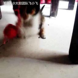 胖子视频成人,揭秘成人生涯的欢笑与泪水