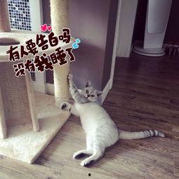 最新成人猫咪地址视频